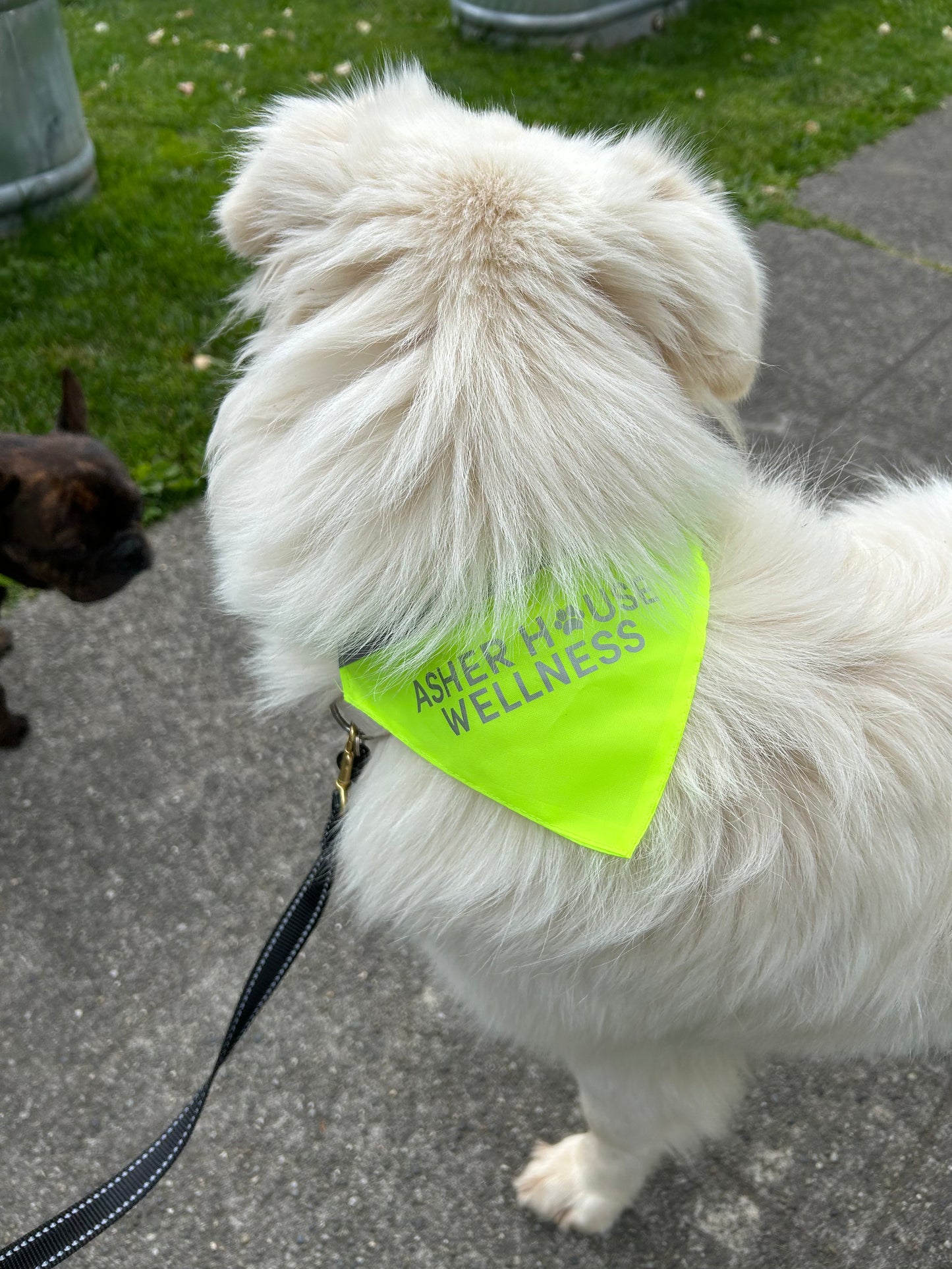 Reflective Dog Safety Bandana
