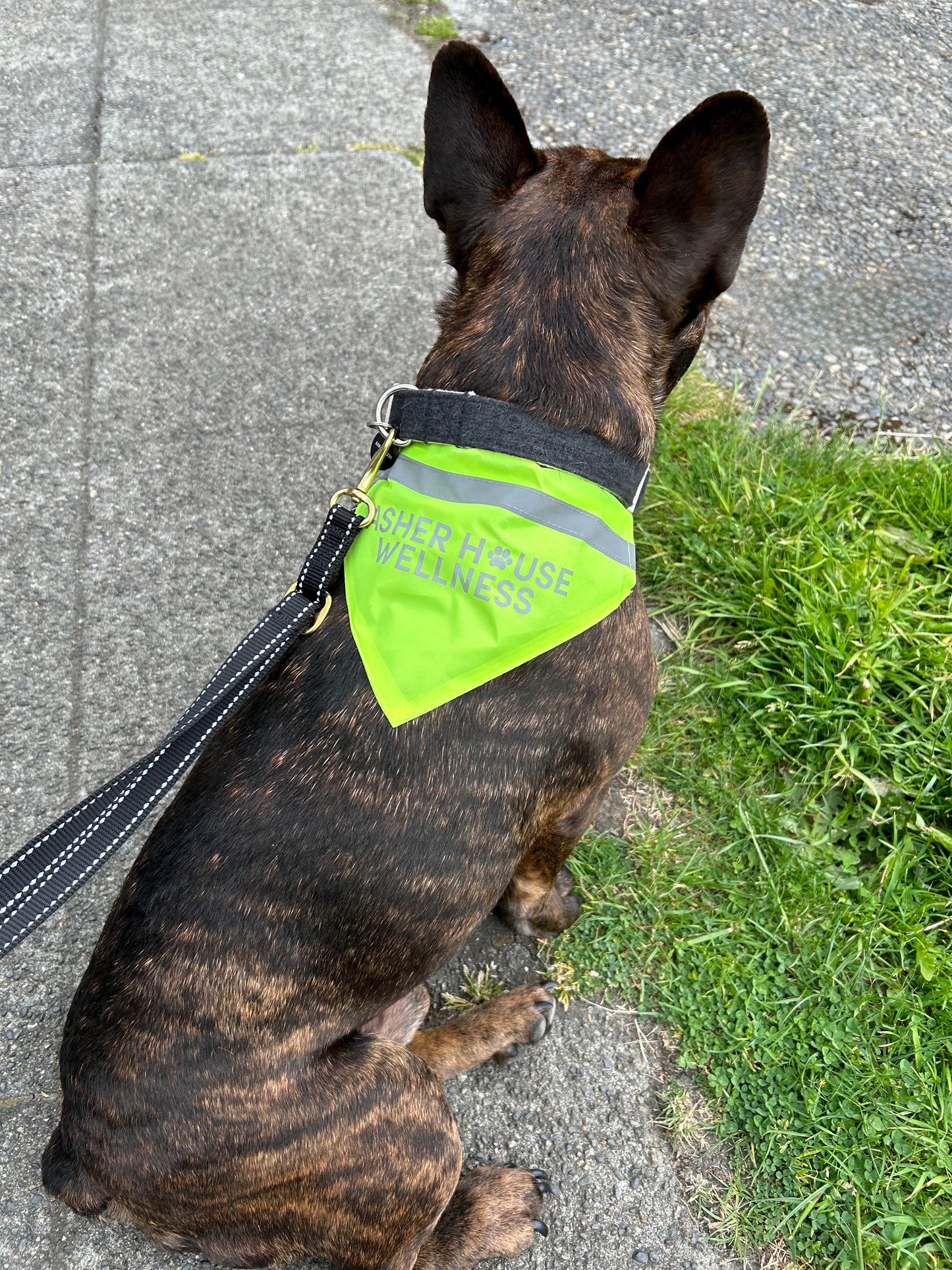 Reflective Dog Safety Bandana