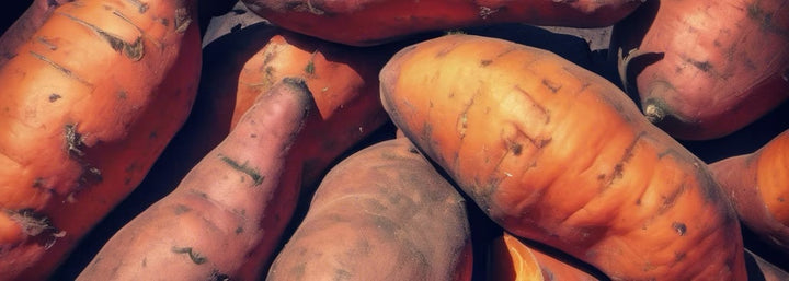 Sweet Potato Treats + Single-Ingredient Beef Trachea Chews: A Perfect Pairing for Health & Wellness